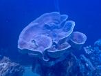 Turbinaria en Caulatrea, Dieren en Toebehoren, Overige typen, Zoutwatervis