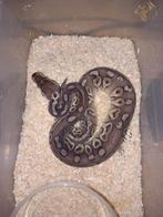 Pewter yellowbelly poss het clown nk25, Dieren en Toebehoren, Reptielen en Amfibieën, Slang, Tam, 0 tot 2 jaar