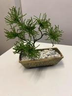 Vintage Bonsai Kralen Boompje, In pot, Minder dan 100 cm, Bonsai, Groene kamerplant