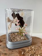 Handgemaakt lief strik terrarium | Springspin, Dieren en Toebehoren, Insecten en Spinnen, Spin of Schorpioen