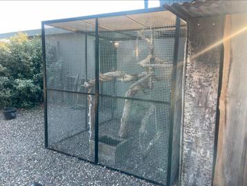 Voliere papegaai buitenren kooi kennel katten vogels 2x2m m  beschikbaar voor biedingen