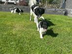 Friese Stabij pups, Dieren en Toebehoren, Overige rassen, CDV (hondenziekte), 8 tot 15 weken, Meerdere