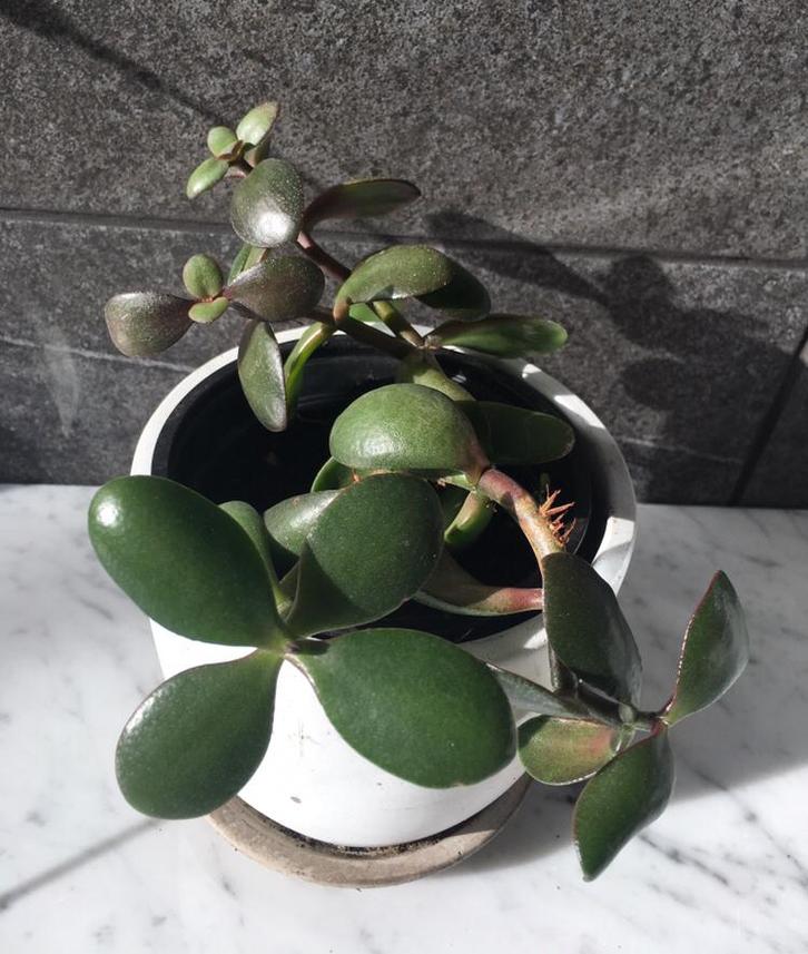 Biologische Crassula Ovata geldboompjes div.maten planten, Huis en Inrichting, Kamerplanten, Vetplant, Minder dan 100 cm, Bloeiende kamerplant
