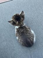 Prachtige kittens te koop – geboren op 27 juni 2025, Dieren en Toebehoren, Katten en Kittens | Raskatten | Korthaar, Poes