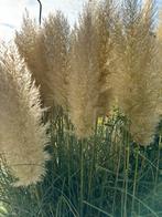 Pampasgras pluimen 5 voor €5,-, Ophalen, Zo goed als nieuw