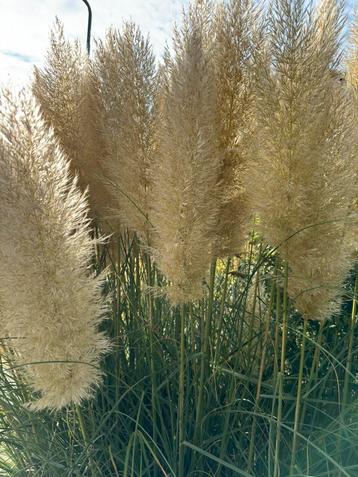 Pampasgras pluimen 5 voor €5,- beschikbaar voor biedingen
