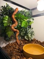 Super Hypo Blood boa vrouw nk25, Dieren en Toebehoren, Reptielen en Amfibieën, Slang, 0 tot 2 jaar