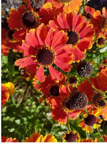 Helenium. Vaste plant. Zonnekruid. OP=OP beschikbaar voor biedingen
