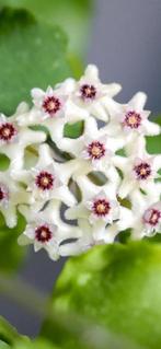 Hoya Kanyakumariana🌱✂️, Bloeiende kamerplant, Ophalen of Verzenden, Halfschaduw, Minder dan 100 cm