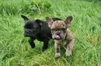 Supermooie Franse Bulldog pup, Dieren en Toebehoren, Honden | Bulldogs, Pinschers en Molossers, CDV (hondenziekte), Meerdere, Bulldog