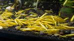 High grade Yellow neon backstripe neocaridina 1,-, Kreeft, Krab of Garnaal, Zoetwatervis, Schoolvis