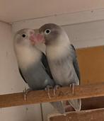 Jonge agapornis Fischerie, Meerdere dieren, Dwergpapegaai of Agapornis, Tam