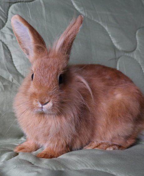 Aprion zoekt een huisje! (Gecastreerd en Gevaccineerd), Dieren en Toebehoren, Konijnen, Klein, Mannelijk, 0 tot 2 jaar