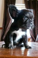 🥰 nog 1 lieve fluffy franse bulldog pup reu  🥰, Dieren en Toebehoren, Honden | Bulldogs, Pinschers en Molossers, Reu, CDV (hondenziekte)
