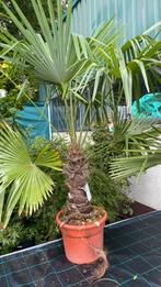 Trachicarpus fortunei vanaf €45, Ophalen, Zomer, Overige soorten, Halfschaduw