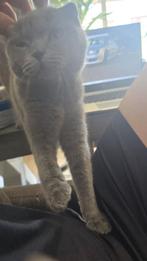 Scottisch fold/ Britse korthaar., Dieren en Toebehoren, Katten en Kittens | Raskatten | Korthaar, Poes