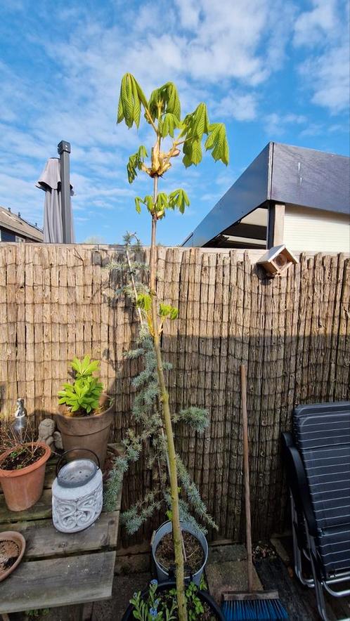 Paardenkastanje boom (Aesculus), Tuin en Terras, Planten | Bomen, Overige soorten, 100 tot 250 cm, Halfschaduw, In pot, Ophalen