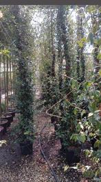 Witte Toscaanse jasmijn ruim 3 meter, Tuin en Terras, Planten | Tuinplanten, Ophalen, Volle zon, Vaste plant, Klimplanten