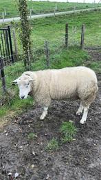 Swifter dekram, Dieren en Toebehoren, Mannelijk, Schaap, 3 tot 5 jaar