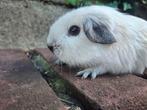 Mooi california beertje, Cavia, Mannelijk, Juli, Tam