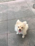 pomeriaan x chiuahua, Dieren en Toebehoren, Honden | Poolhonden, Keeshonden en Oertypen, Reu, 8 tot 15 weken, Meerdere, Nederland