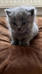 Britse Korthaar kittens, Dieren en Toebehoren, Katten en Kittens | Raskatten | Korthaar, Meerdere dieren, 0 tot 2 jaar, Ontwormd