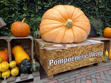 Reuzenpompoen reuzen Halloween mega grote pompoen 100-400kg beschikbaar voor biedingen