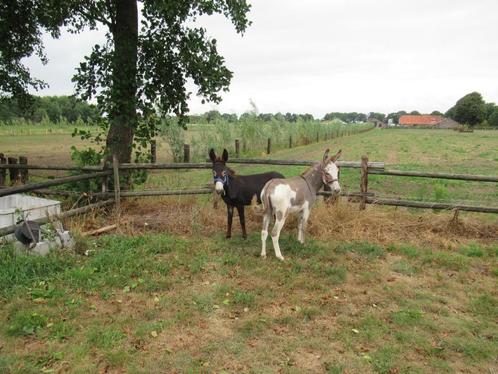 2 mooie ezel ruintjes, Dieren en Toebehoren, Overige Dieren, Mannelijk, Februari