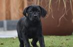 Schitterend cane corso teefje te koop, Dieren en Toebehoren, Nederland, Overige rassen, CDV (hondenziekte), 8 tot 15 weken