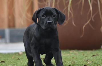 Schitterend cane corso teefje te koop beschikbaar voor biedingen
