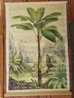 Canvas print "Schaffeltia Splendida" Steltenpalm., Ophalen of Verzenden, Zo goed als nieuw