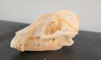 4x schedels Wasbeerhond taxidermie - skelet, geraamte, skull, Ophalen of Verzenden, Wild dier, Schedel
