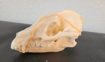 4x schedels Wasbeerhond taxidermie - skelet, geraamte, skull beschikbaar voor biedingen