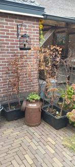 Beuken boompjes/haag, Ophalen, Bloeit niet, Halfschaduw, Overige soorten