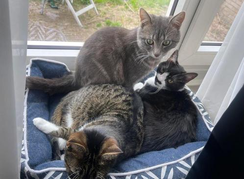 Katten oppas gezocht (valkenburg limburg), Vacatures, Vacatures | Thuiswerk
