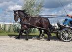 2 span Friese Merries, Dieren en Toebehoren, Paarden, Merrie