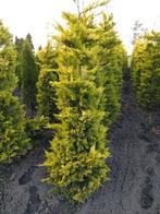 Leylandii Gold Ridder, Ophalen, Overige soorten, Haag, 100 tot 250 cm