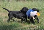 Prachtige labrador kruising uit geteste ouders, Dieren en Toebehoren, Honden | Retrievers, Spaniëls en Waterhonden, CDV (hondenziekte)