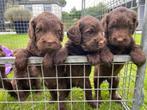 Medium chocolade bruine labradoodles met australian bloed, Dieren en Toebehoren, Overige rassen, CDV (hondenziekte), 8 tot 15 weken