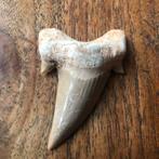 Fossiele haaientand, bieden, Ophalen of Verzenden