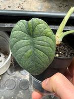Alocasia Melo Variegata, Huis en Inrichting, Kamerplanten, Ophalen of Verzenden, Halfschaduw, Minder dan 100 cm