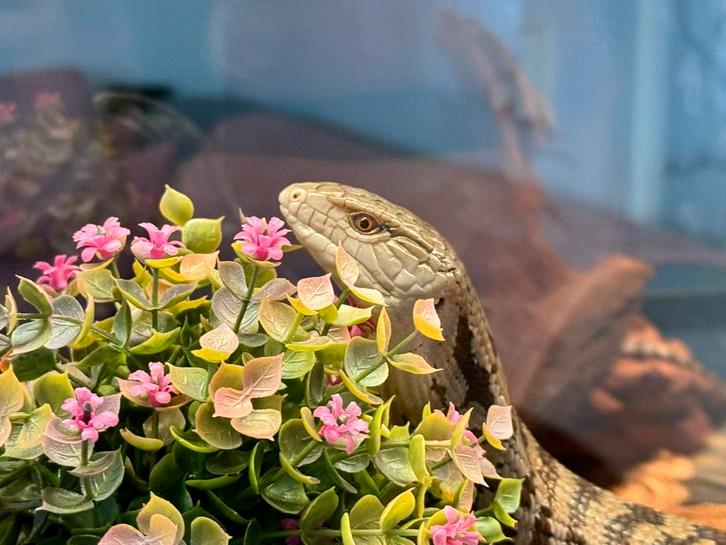 Tamme blauwtongskink ter overname compleet met terrarium