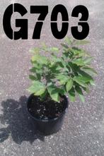 Tamme kastanje boom Castanea sativa, Tuin en Terras, Overige soorten, Minder dan 100 cm, Ophalen, Volle zon