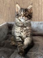 MAINE COON XXL KITTENS, Dieren en Toebehoren, Katten en Kittens | Raskatten | Langhaar, Meerdere dieren, Ontwormd, 0 tot 2 jaar
