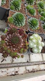 Sempervivum - rotsplant - mix 9cm pot - varianten, Ophalen of Verzenden, Vaste plant, Bodembedekkers, Halfschaduw