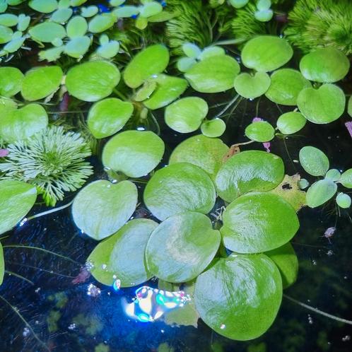 Amazone Kikkerbeet Drijfplant - Limnobium Laevigatum, Dieren en Toebehoren, Vissen | Aquaria en Toebehoren, Zo goed als nieuw