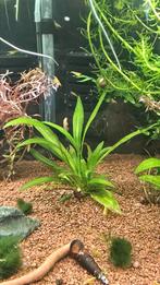 Echinodorus bleheri (amazone zwaardplant)
(Aquarium Plant), Ophalen of Verzenden, Nieuw, Plant(en), Steen of Hout