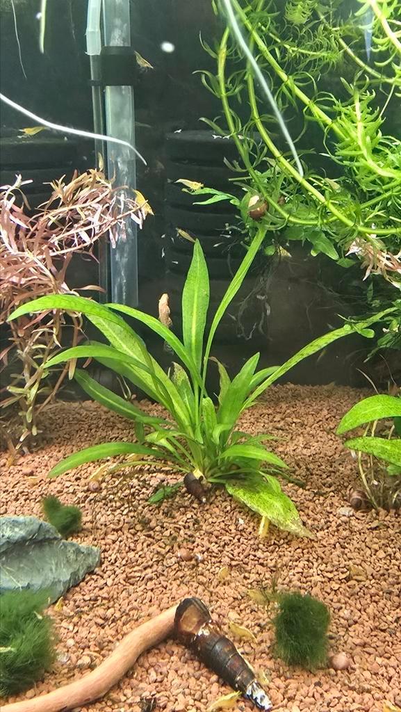 Echinodorus bleheri (amazone zwaardplant)
(Aquarium Plant), Dieren en Toebehoren, Vissen | Aquaria en Toebehoren, Nieuw, Plant(en), Steen of Hout