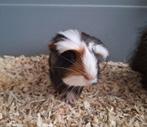 Jong cavia beertje, unieke kruising, Dieren en Toebehoren, Cavia, Juni, Meerdere dieren, Tam