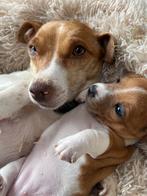 Jack russel, België, Particulier, Rabiës (hondsdolheid), Jack Russell Terriër